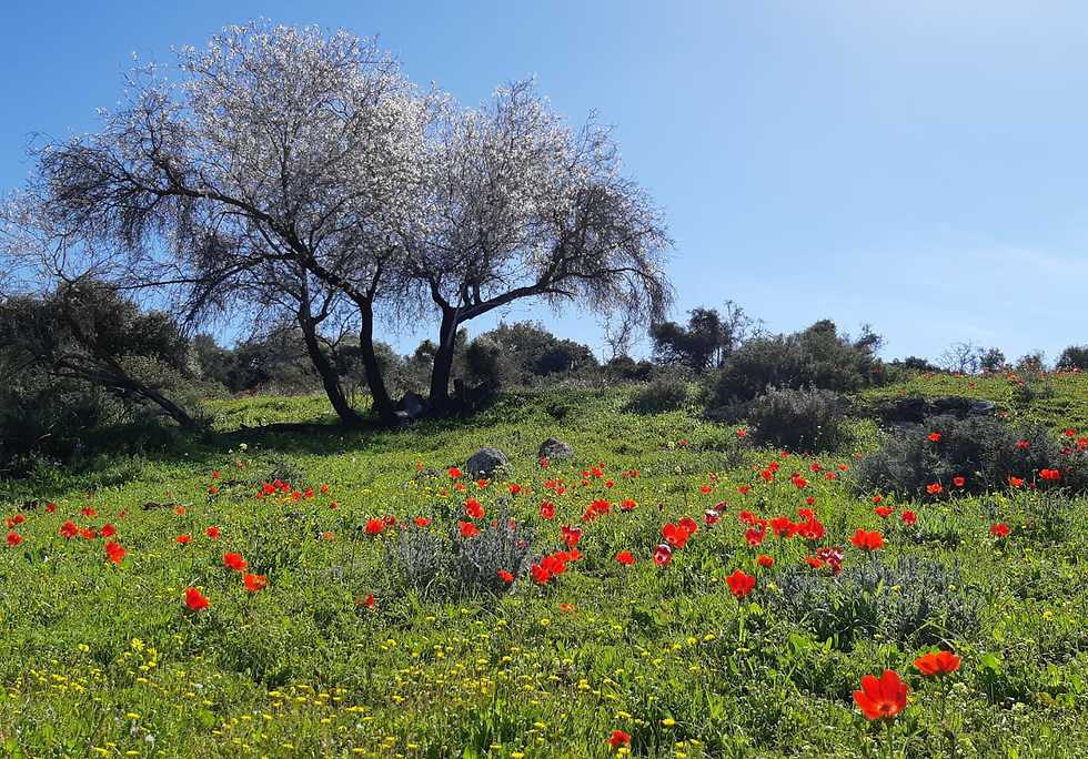 צילום: איציק בן לוי 