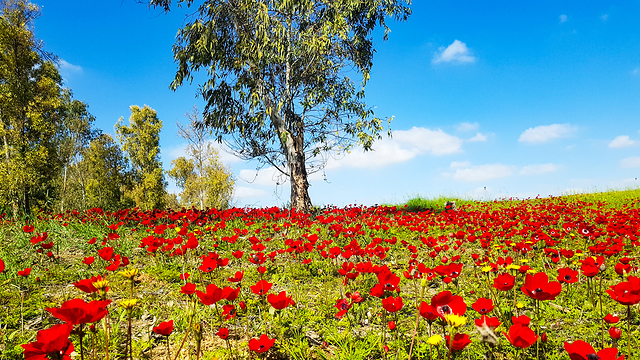 Anemones in bloom in southern Israel  (Photo: Yonatan Forman)