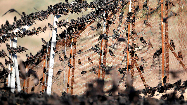  זרזירים בבקעת הירדן (צילום: AFP)