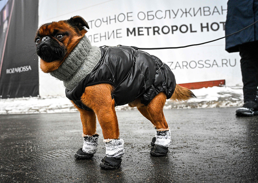 К прогулке по Москве готов. Фото: AFP