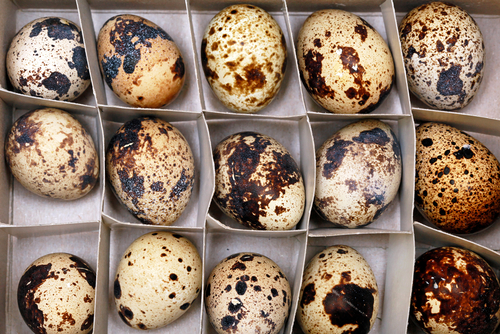 Перепелиные яйца пользуются спросом. Фото: shutterstock