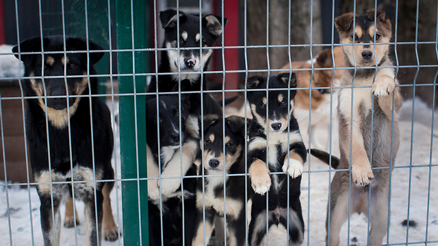 ליטא אפליקציה אימוץ כלבים (צילום: AP)
