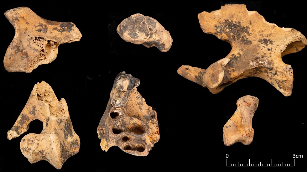 עצמות שנמצאו באתר שובייקה 6 בירדן (צילום: מתוך המחקר)