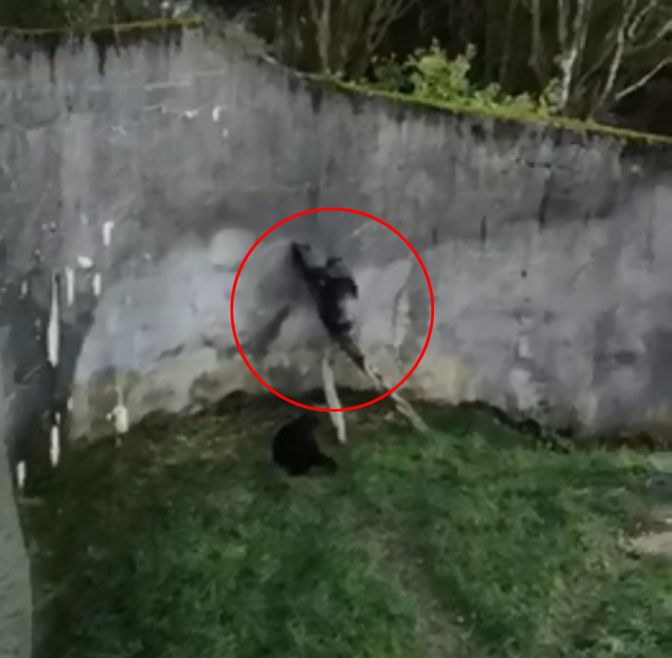 שימפנזות ברחו מ כלוב ב גן חיות ב בלפסט צפון אירלנד ()