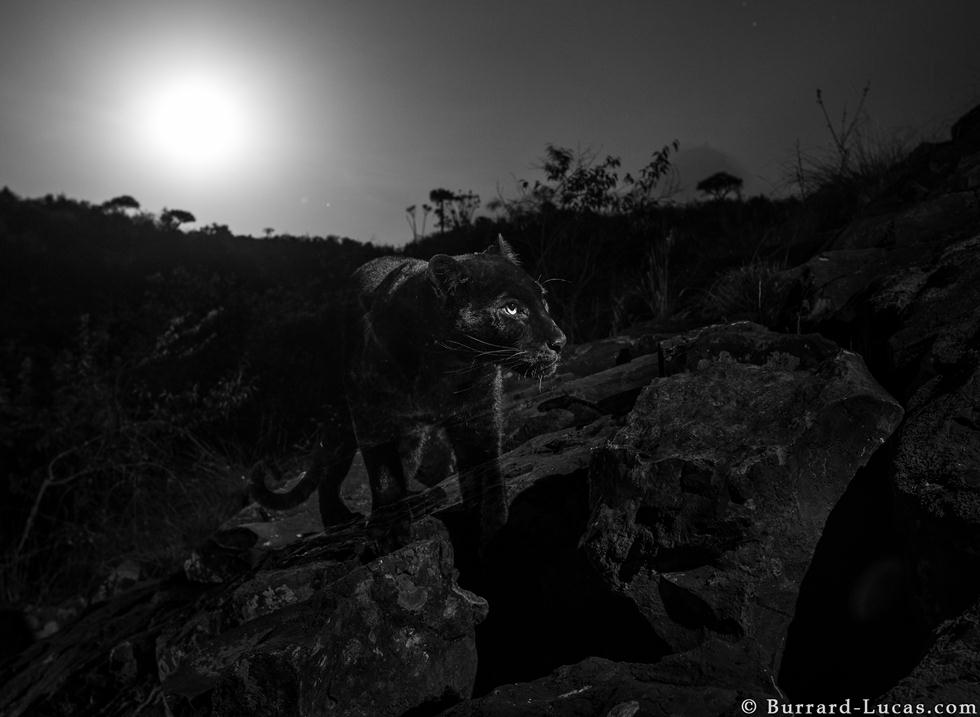 נמר שחור באפריקה (צילום: Will Burrard-Lucas)