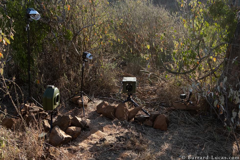 מצלמות מעקב Camtraptions Camera Trap  ב-Laikipia Wilderness Camp  בקניה (צילום: Will Burrard-Lucas)