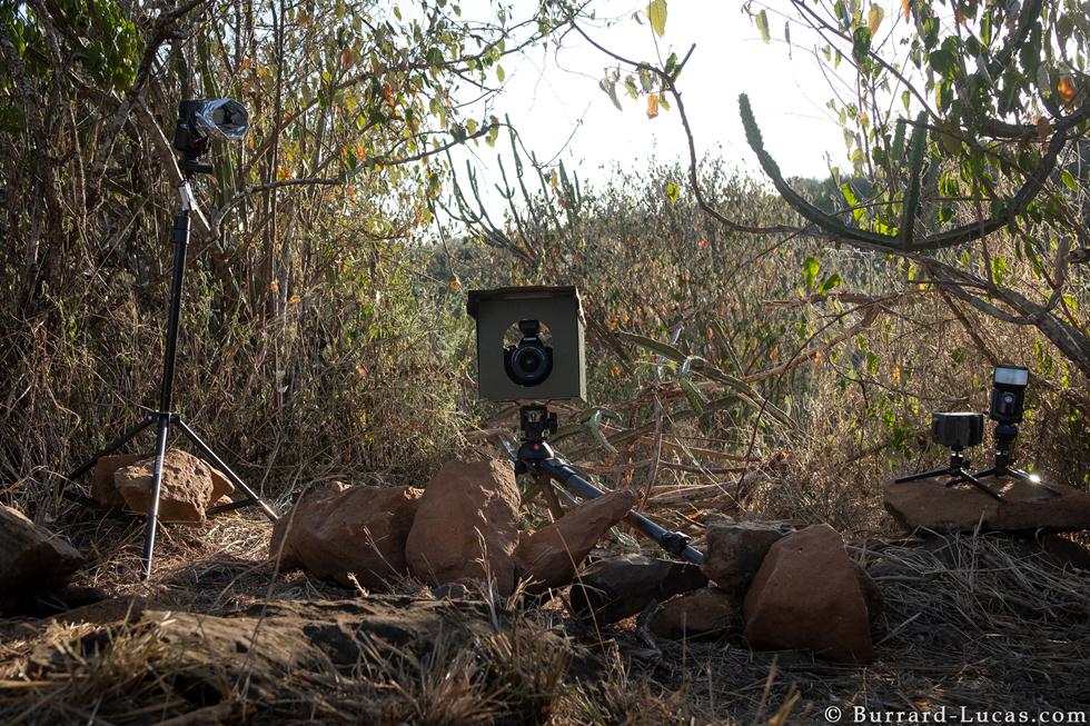 מצלמות מעקב Camtraptions Camera Trap  ב-Laikipia Wilderness Camp  בקניה (צילום: Will Burrard-Lucas)