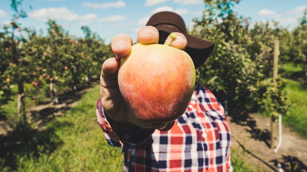 חקלאי מחזיק תפוח שמכסה את פרצופו ()