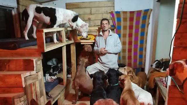 The farm's tenants (Photo: Yuval Mendelovitz Dog Rescue Farm)