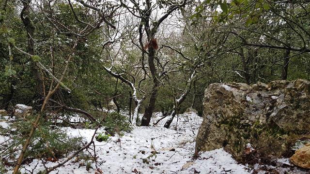 מזג אוויר שלג הר מירון (צילום: אליהוא עצמוני)