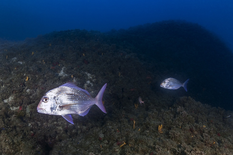 דגים בים התיכון (צילום: שבי רוטמן)