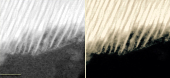 חלקי ה"סוללה" בצילום במיקרוסקופ אלקטרונים של מטאוריט ממאדים. קנה המידה: 50 מיקרון  (צילום:  Andrew Steele, Carnegie )