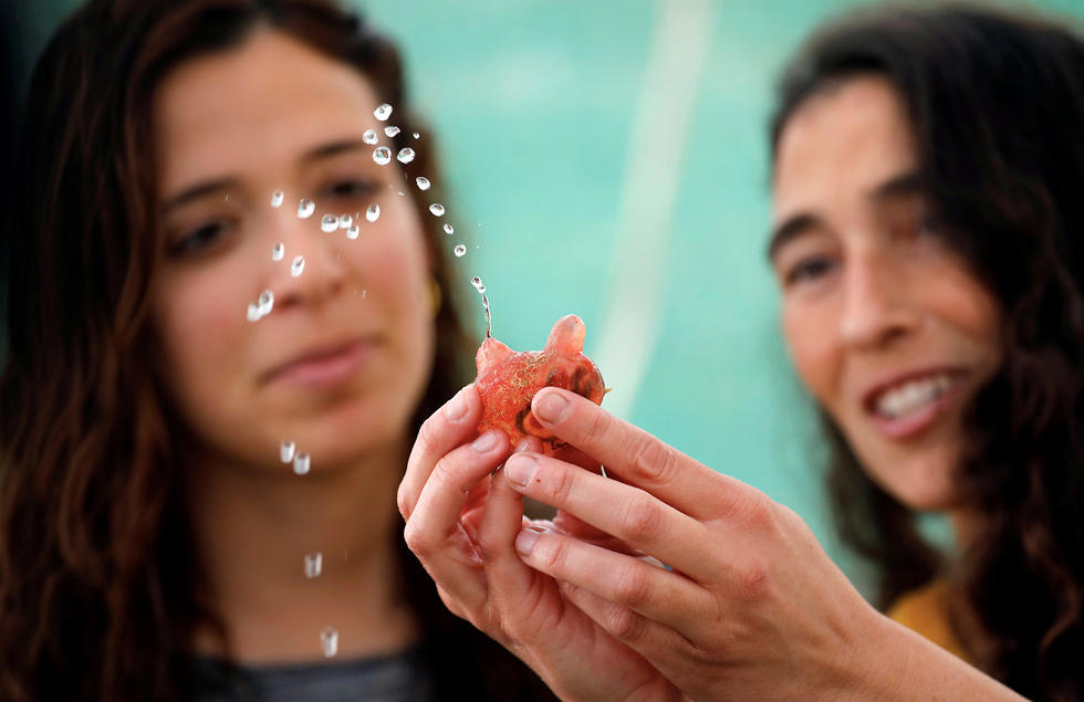 Israeli researcher Gal Vered holds a sea squirt taken out of the Red Sea as part of research work (Photo: Reuters)