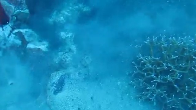 האלמוגים שנפגעו באילת (צילום: ד