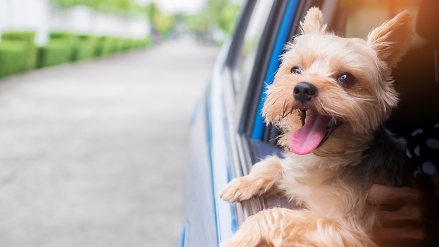 כלב באוטו (צילום: shutterstock)