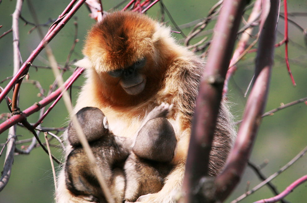 קופי חרומף זהובים בסין (צילום: Zuofu Xiang)
