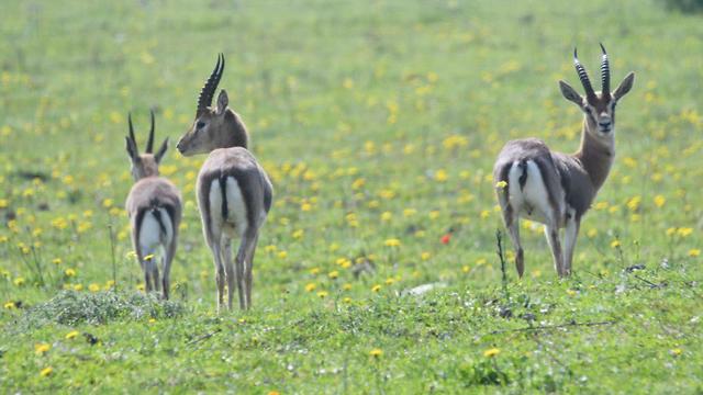 Wildlife on the Golan Heights (Photo: Nature and Parks Authority)