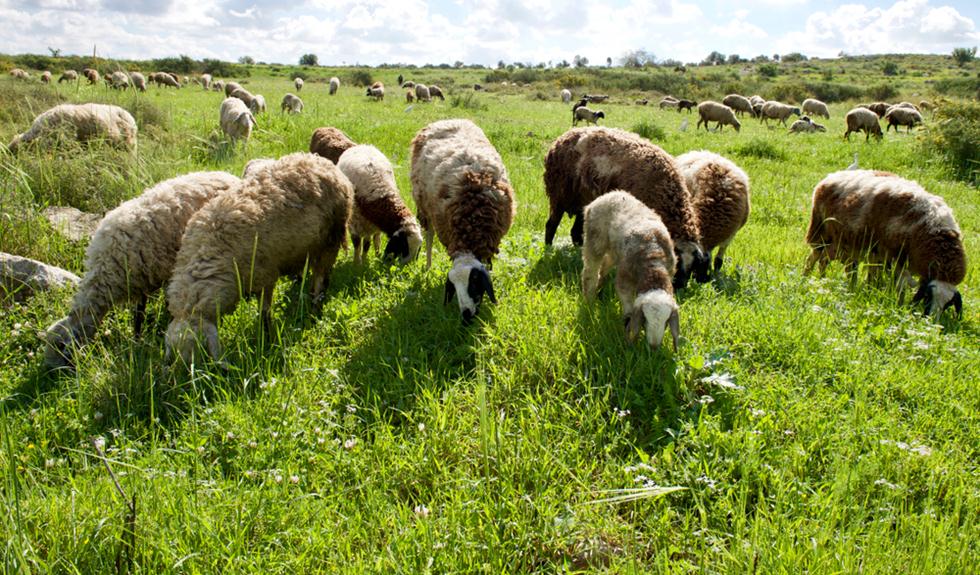 כבשים רועות (צילום: shutterstock)