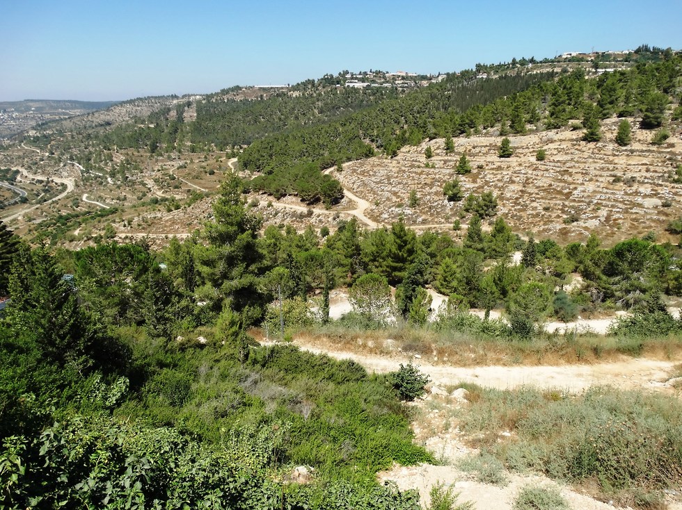 עין לבן בהרי ירושלים (צילום: אברהם שקד)