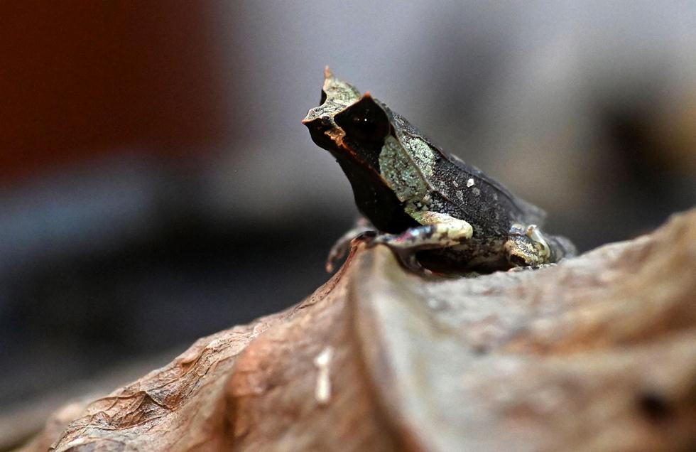 צפרדע זעירה בסינגפור (צילום: AFP / Roslan RAHMAN)