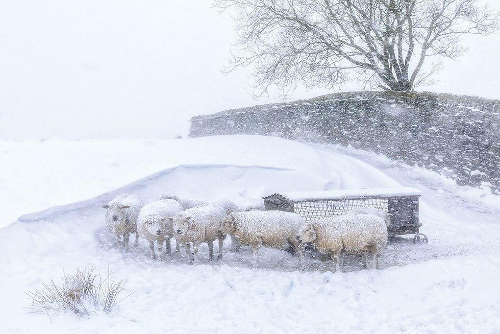 Outdoor Photographer of the Year הצילום הזוכה בתחרות כבשים בשלג בבהרי הפניין (צילום: Robert Birkby)