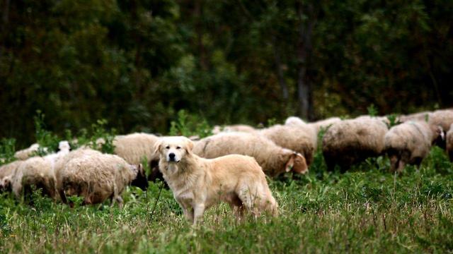 עדר כבשים במועצה אזורית שדות נגב (צילום: רועי עידן)