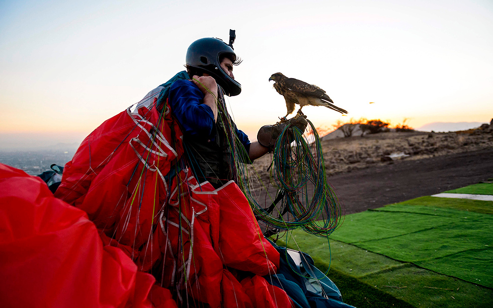 צ'ילה אריאל מרינקוביץ' מצנח רחיפה מלמד נץ לעוף (צילום: AFP)
