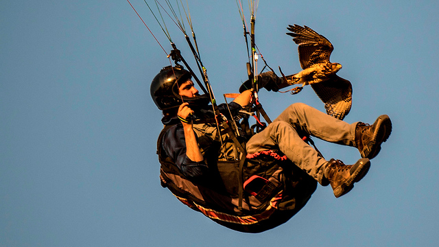 צ'ילה אריאל מרינקוביץ' מצנח רחיפה מלמד נץ לעוף (צילום: AFP)