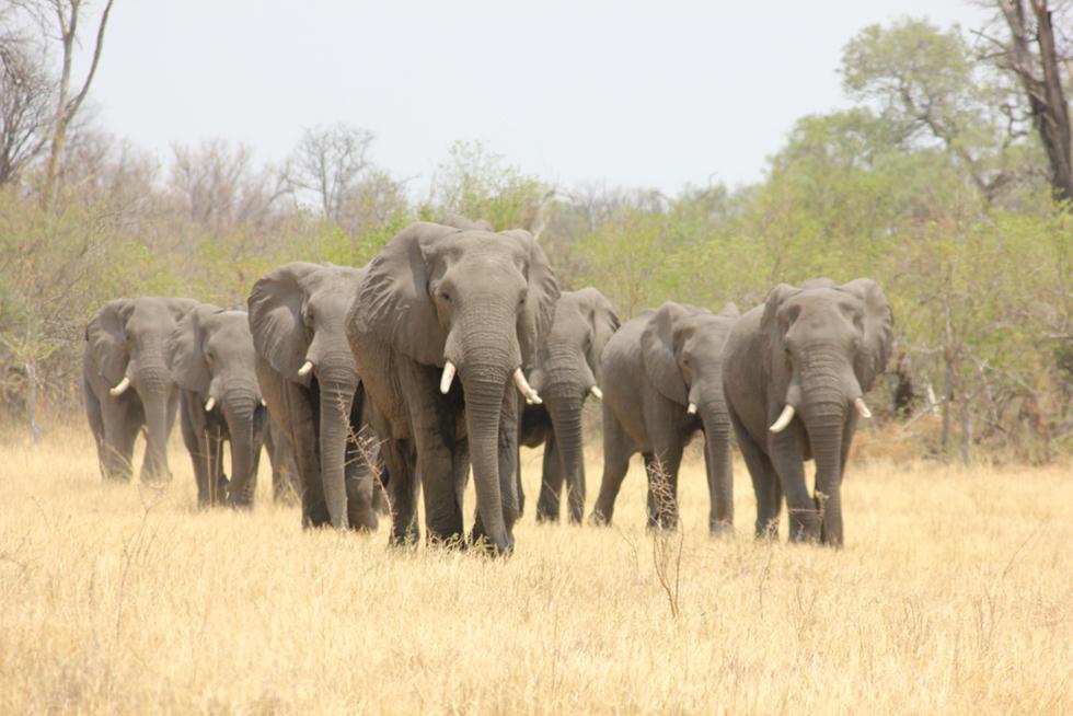 פילים בבוצואונה (צילום: shutterstock)