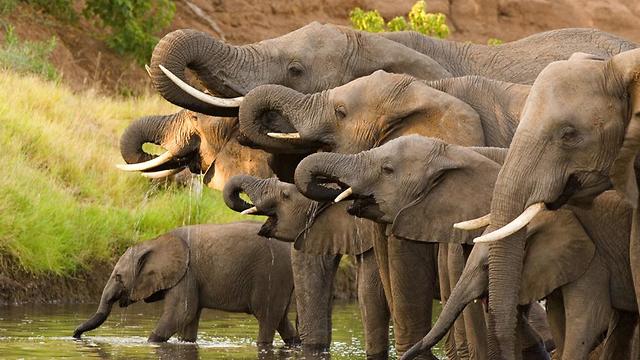 פילים בבוצואונה (צילום: shutterstock)