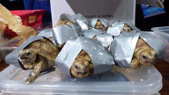 מאות צבים שנתפסו במזוודות בשדה תעופה במנילה בפיליפינים (צילום: EPA)