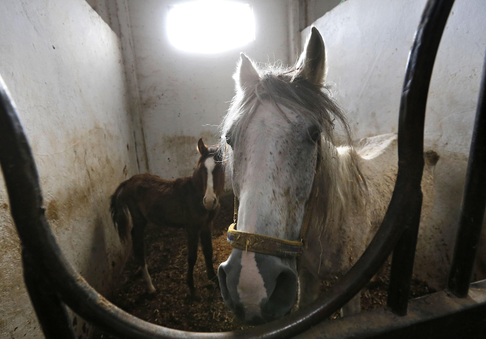 סוסים ערביים מתאוששים ממלחמת מלחמה ב סוריה (צילום: AFP)