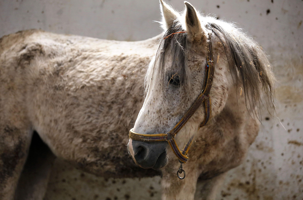 סוסים ערביים מתאוששים ממלחמת מלחמה ב סוריה (צילום: AFP)