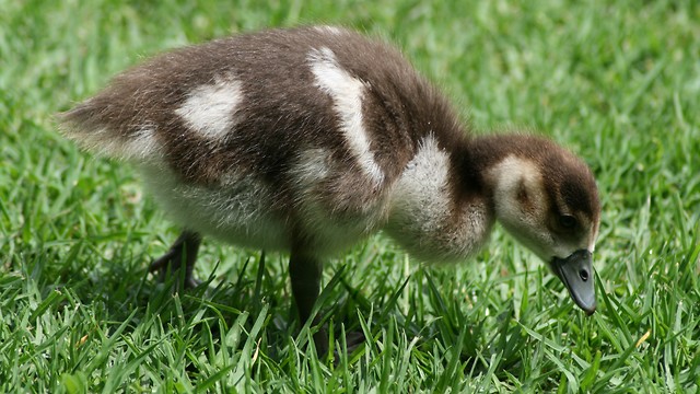 Egyptian goose  chick (Photo: Wikipedia)