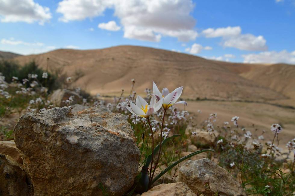 Тюльпан многоцветный в заповеднике Борот-Лоц. Фото: Цур Мосари (צילום:צור מוסרי)