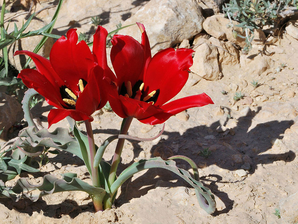Тюльпаны в пустыне Негев. Фото: Gideon Pisanty