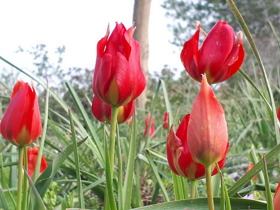 Тюльпаны в парке Ацмаут Арцот Ха-Брит. Фото: Йехиэль Коэн (ККЛ)