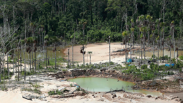 פרו הקימה בסיס צבאי כדי לשמור על העצים ב יערות הגשם אמזונס  (צילום: AFP)
