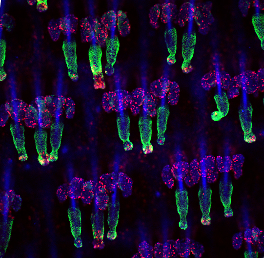 זקיקי שיער ובלוטות חלב. אימונופלורסנציה של תאים מתחלקים (אדום) ותאי גזע של זקיק השערה (ירוק) (צילום  ניצן זוהר, דוברות הטכניון)
