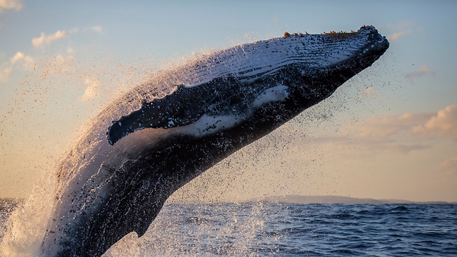 לווייתן לויתן לוויתן לוייתן (צילום: shutterstock)