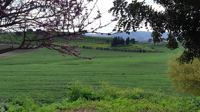 Summery weather in Galilee (Photo: Nature and Parks Authority)