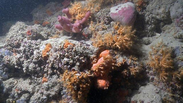 שונית אלמוגים איטליה ()