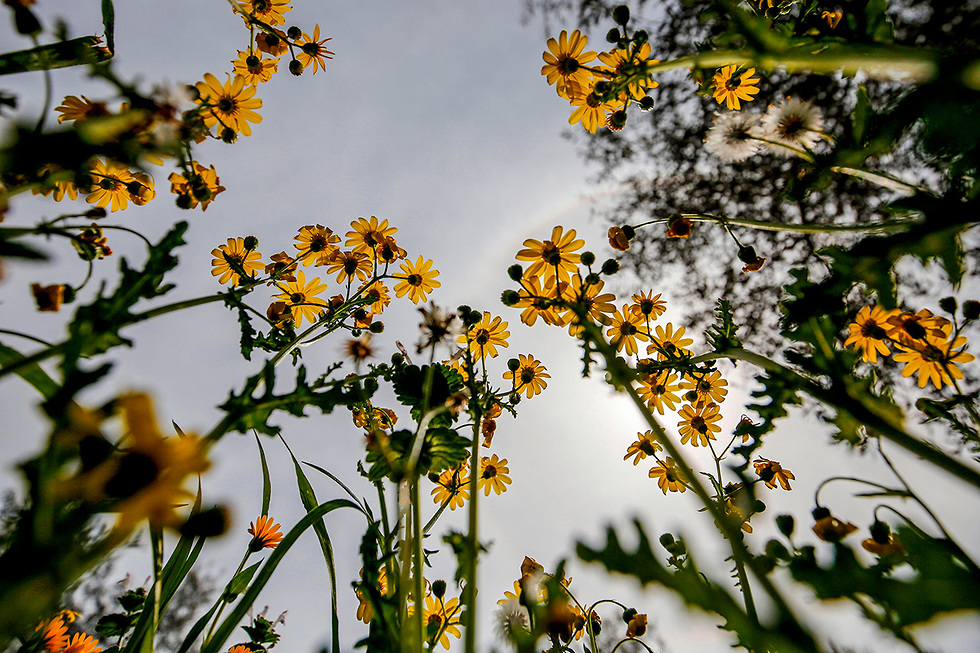  פרחים ליד רמאללה (צילום: AFP)
