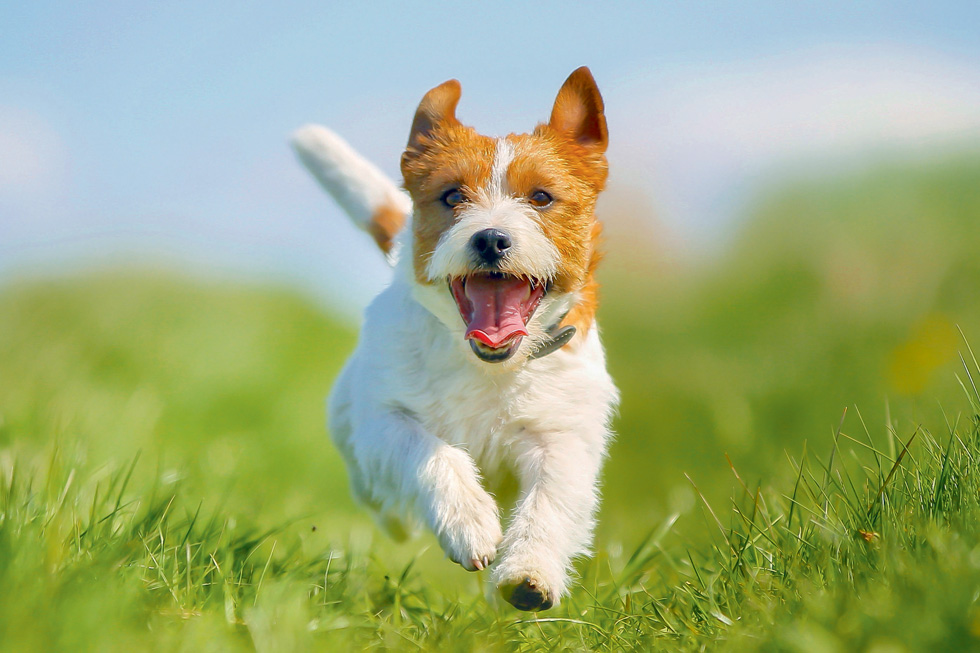 למה אתה כלב? התופעות המוזרות של חיות המחמד (צילום: Shutterstock)