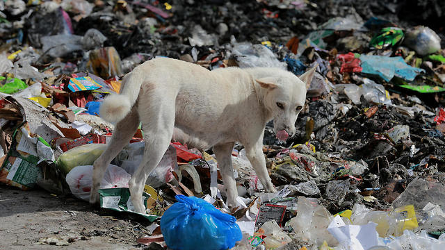 זיהום הפלסטיק בפיליפינים (צילום: גרינפיס)