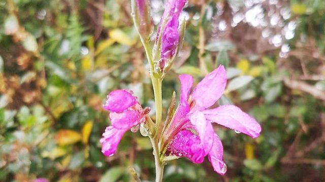 Цветы под дождем. Фото: Эльад Гершгорн