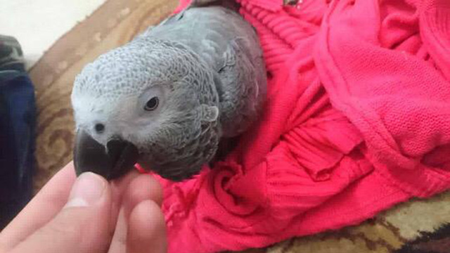Koki, the African grey parrot from Gaza