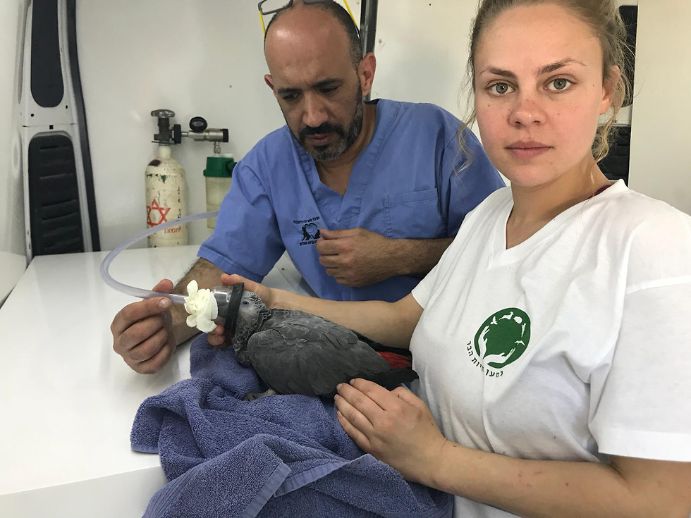 ניתוח התוכי העזתי קוקי במחסום ארז (צילום: עמותת למען חיות הבר)