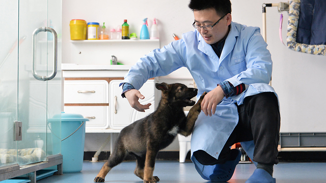 שיבוט כלב קונקסון סין מעבדת סינוגן (צילום: רויטרס)