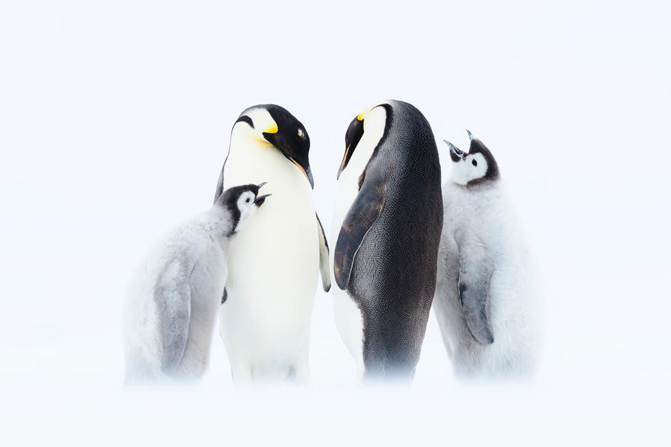 פינגווינים קיסריים עם אפרוחים (צילום: Photograph copyright Stefan Christmann | באדיבות כאן 11)